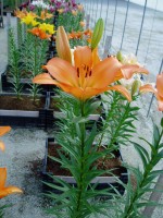 [1676 Millburn No02.JPG]